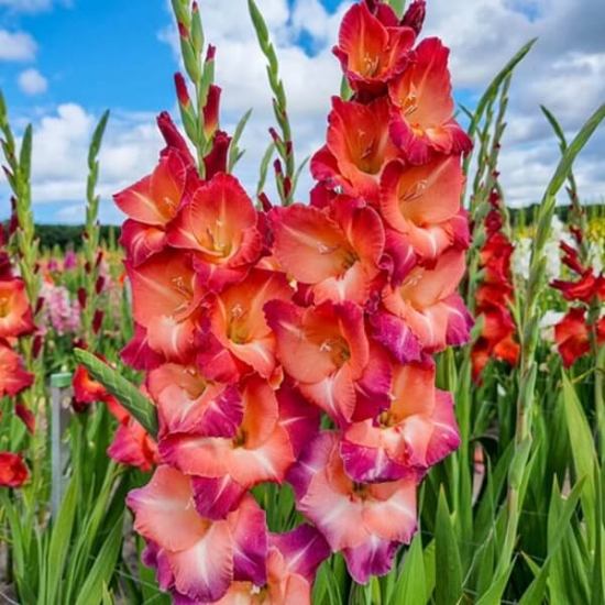 Fotografija izdelka Roža čebulčki GLADIOLE