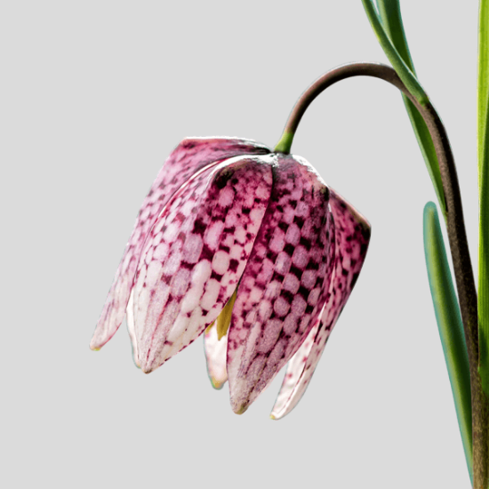 Fotografija izdelka Roža čebulčki FRITILLARIA