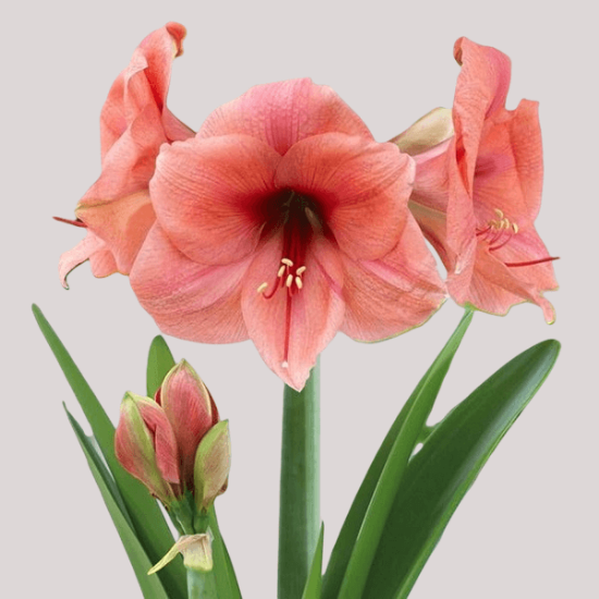 Fotografija izdelka Roža čebulčki AMARYLLIS