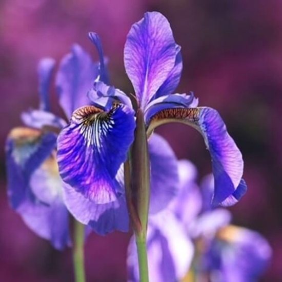 Fotografija izdelka Roža čebulčki IRIS pomlad