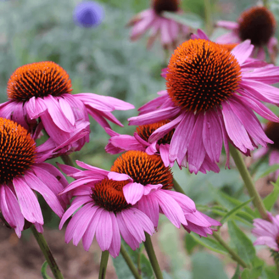 Fotografija izdelka Roža čebulčki Ameriškega slamnika, ECHINACEA