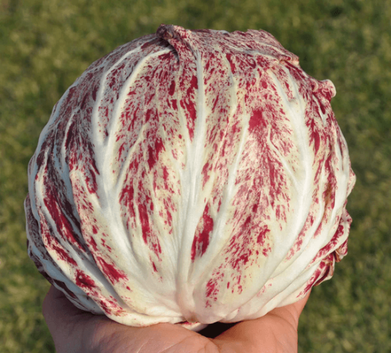 Fotografija izdelka Semena Radič Variegata Di Chioggia 50 g